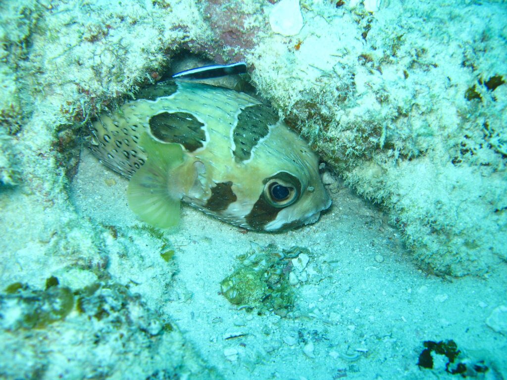 Un poisson porc-épic à taches noires blotti sous un rebord de corail, un petit labre nettoyeur rayé au-dessus de lui