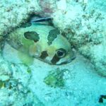 Un poisson porc-épic à taches noires blotti sous un rebord de corail, un petit labre nettoyeur rayé au-dessus de lui