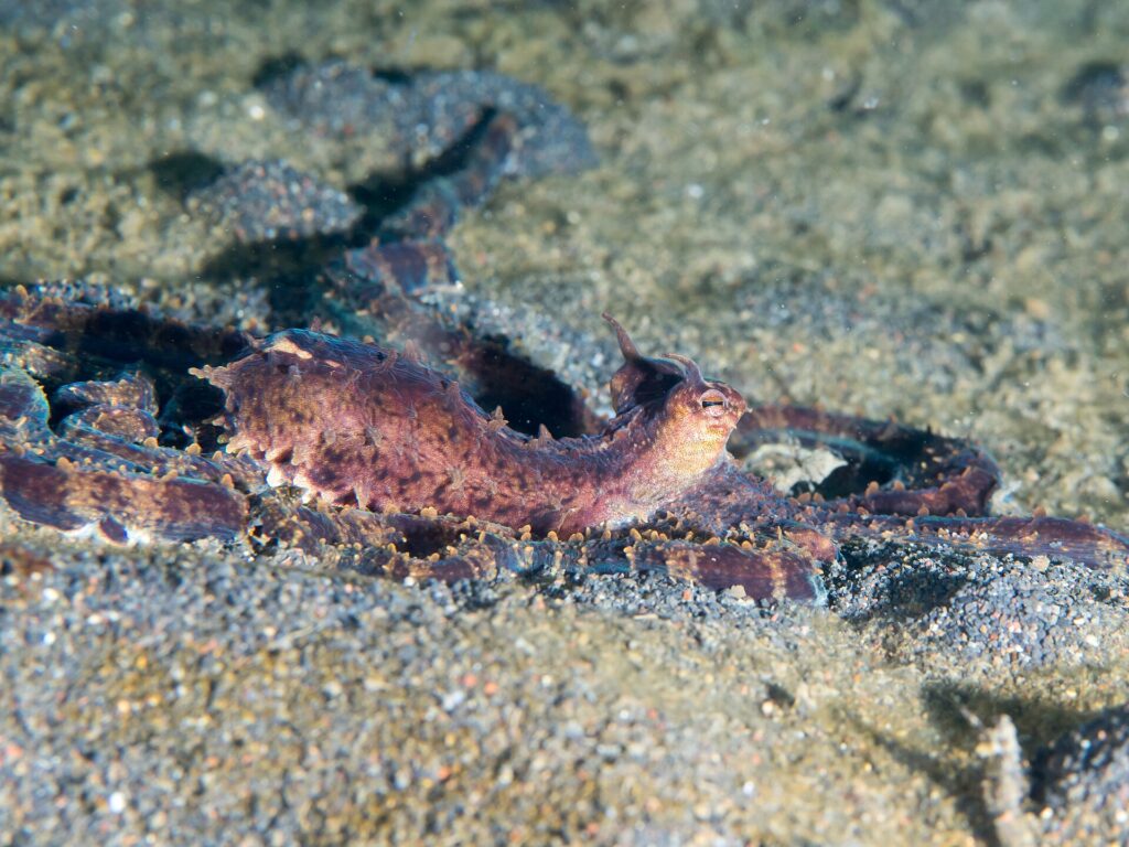 Un poulpe mimétique brun violacé vu de profil, manteau dressé et yeux surmontés de petites cornes, ses longs bras étalés sur le sable gris volcanique.