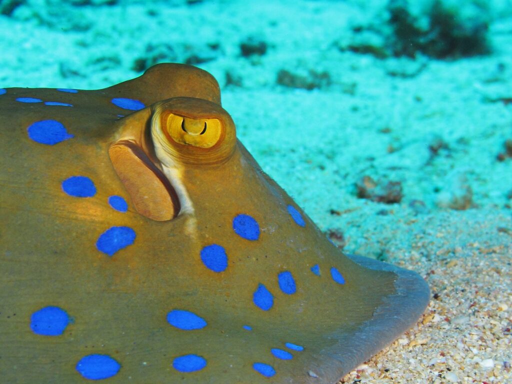 Gros plan sur une raie pastenague à points bleus posée sur le sable, l'œil jaune et les taches bleu vif