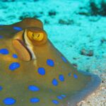 Gros plan sur une raie pastenague à points bleus posée sur le sable, l'œil jaune et les taches bleu vif