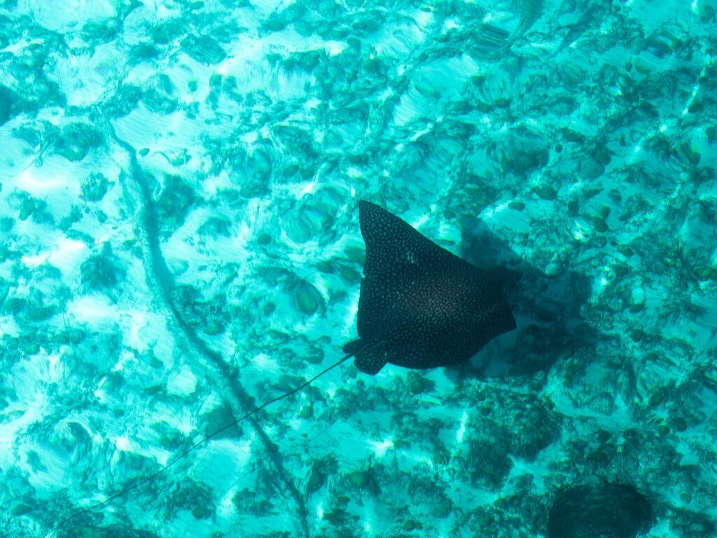 Une raie aigle vue d'en haut, le dos noir piqueté de points clairs et la longue queue fine, glisse au-dessus d'un fond de sable et de corail dans une eau turquoise