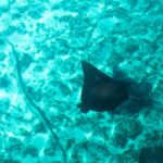 Une raie aigle vue d'en haut, le dos noir piqueté de points clairs et la longue queue fine, glisse au-dessus d'un fond de sable et de corail dans une eau turquoise