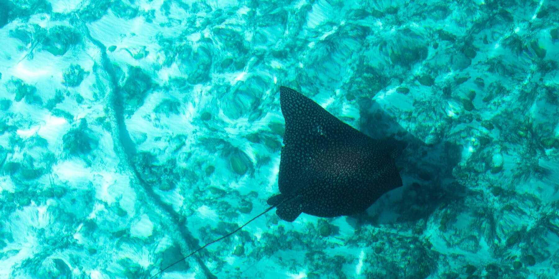 Une raie aigle vue d'en haut, le dos noir piqueté de points clairs et la longue queue fine, glisse au-dessus d'un fond de sable et de corail dans une eau turquoise