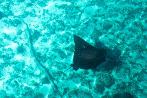 Une raie aigle vue d'en haut, le dos noir piqueté de points clairs et la longue queue fine, glisse au-dessus d'un fond de sable et de corail dans une eau turquoise