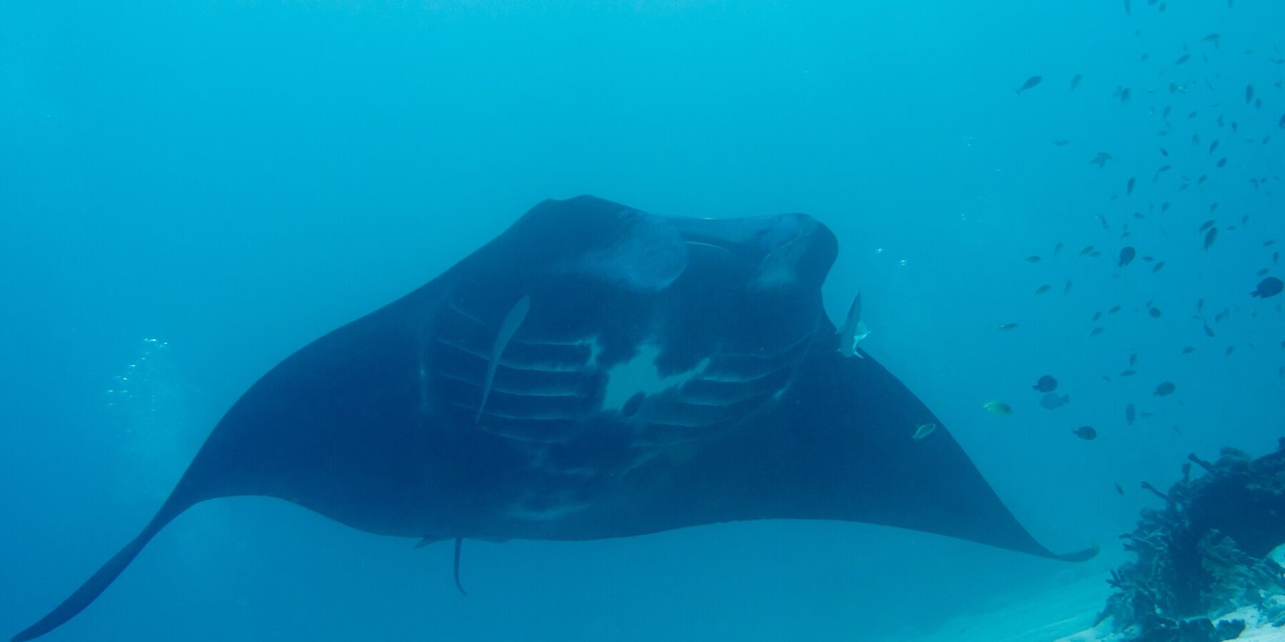 Une raie manta de récif vue de dessous, le ventre marqué de taches blanches et les fentes branchiales visibles, plane au-dessus d'un fond de sable