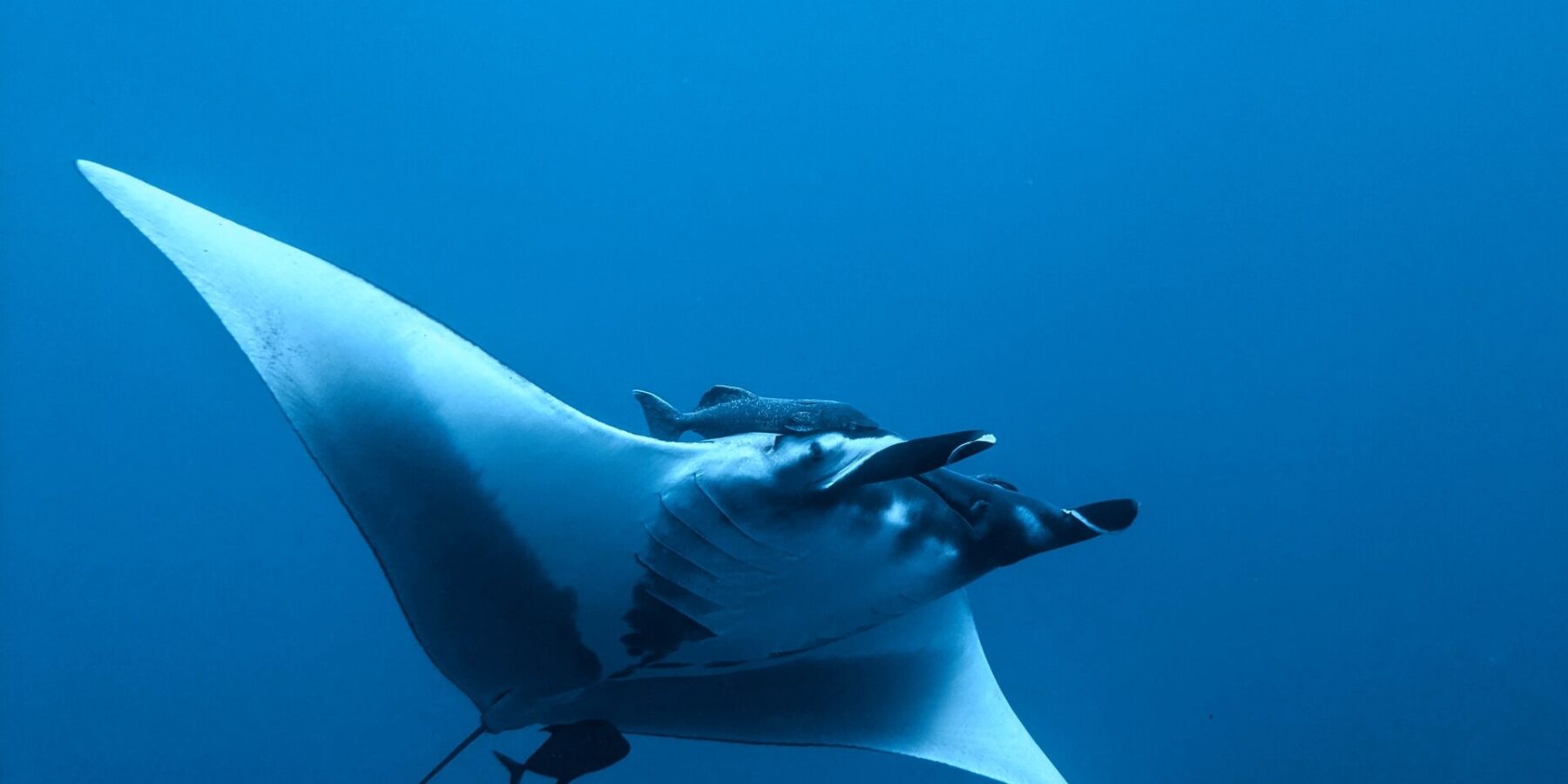 Une manta océanique vue de dessous et de côté dans le bleu, le ventre blanc, les nageoires céphaliques déroulées, un rémora au-dessus de la tête et un petit poisson sombre sous la queue