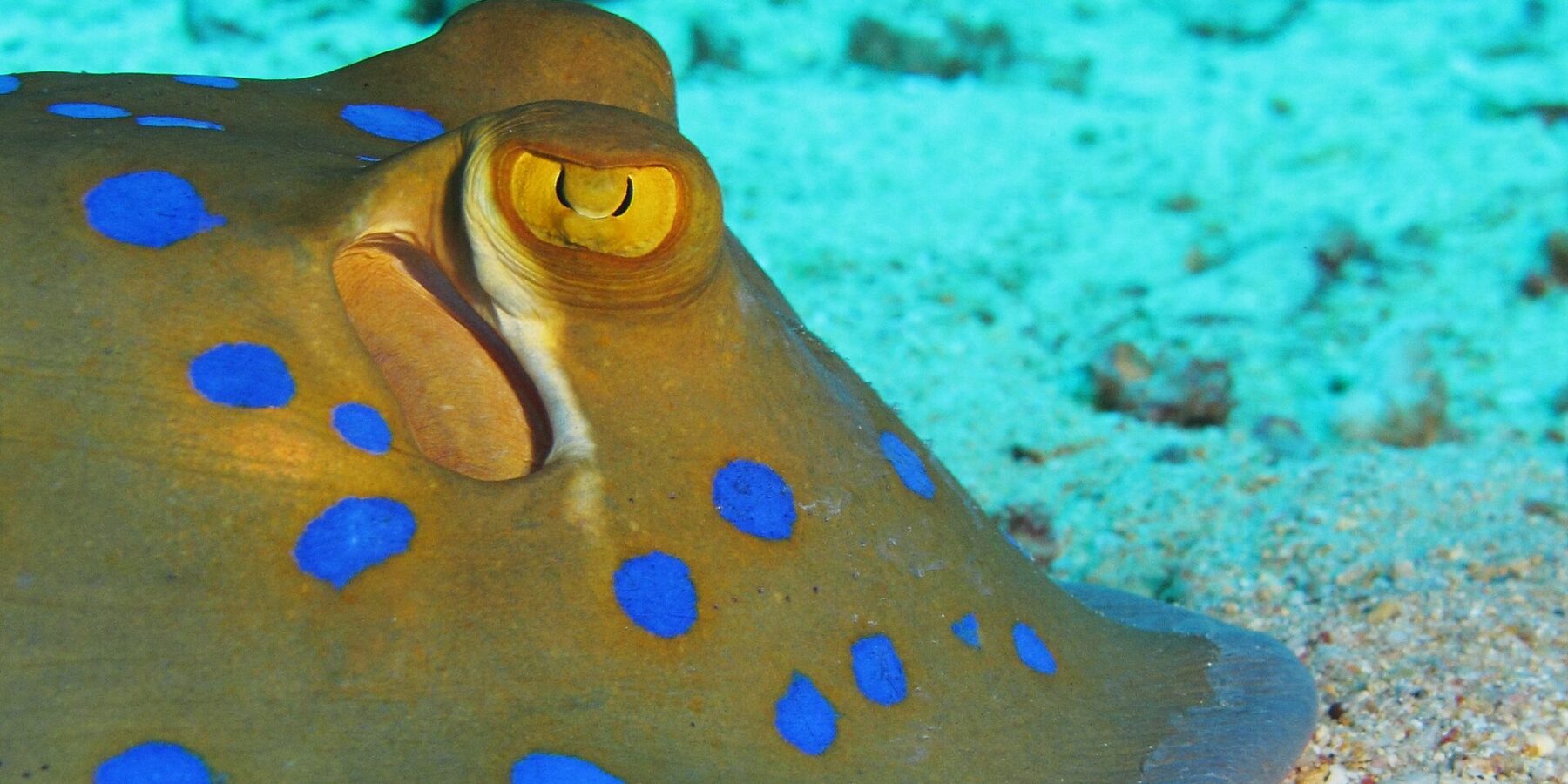 Gros plan sur une raie pastenague à points bleus posée sur le sable, l'œil jaune et les taches bleu vif