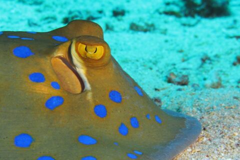 Gros plan sur une raie pastenague à points bleus posée sur le sable, l'œil jaune et les taches bleu vif