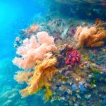 Des coraux mous roses, orange et rouges accrochés à une paroi, dans une eau turquoise où nagent de petits poissons, dans la Passage entre Gam et Waigeo