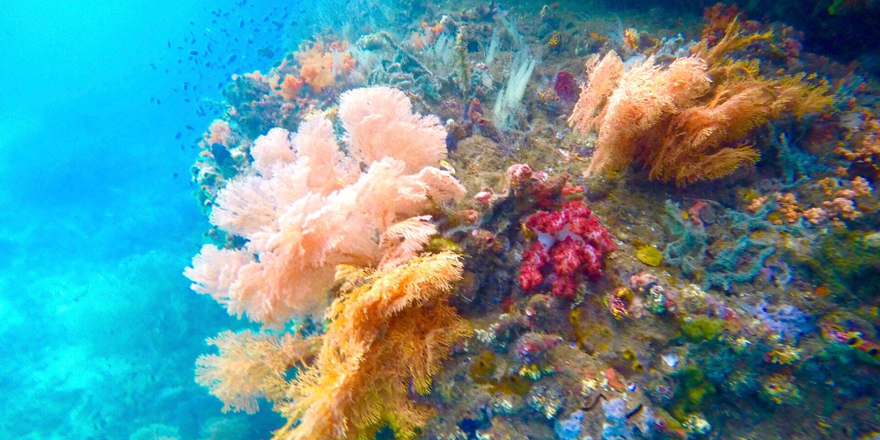 Des coraux mous roses, orange et rouges accrochés à une paroi, dans une eau turquoise où nagent de petits poissons, dans la Passage entre Gam et Waigeo