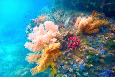 Des coraux mous roses, orange et rouges accrochés à une paroi, dans une eau turquoise où nagent de petits poissons, dans la Passage entre Gam et Waigeo