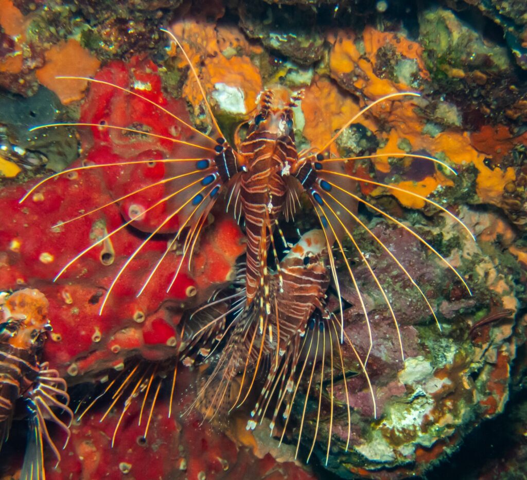 Trois rascasses volantes antennées rayées de brun et de blanc, les pectorales déployées en éventail avec des taches bleues, sur une paroi d'éponges rouges et orange à Hin Daeng