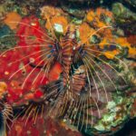 Trois rascasses volantes antennées rayées de brun et de blanc, les pectorales déployées en éventail avec des taches bleues, sur une paroi d'éponges rouges et orange à Hin Daeng