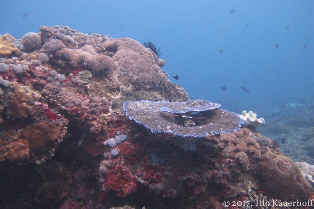 Un massif de récif couvert de coraux durs et d'encroûtements rouges, avec au centre une table de corail aux bords bleutés et une comatule noire, quelques demoiselles dans l'eau bleue.