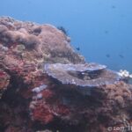 Un massif de récif couvert de coraux durs et d'encroûtements rouges, avec au centre une table de corail aux bords bleutés et une comatule noire, quelques demoiselles dans l'eau bleue.