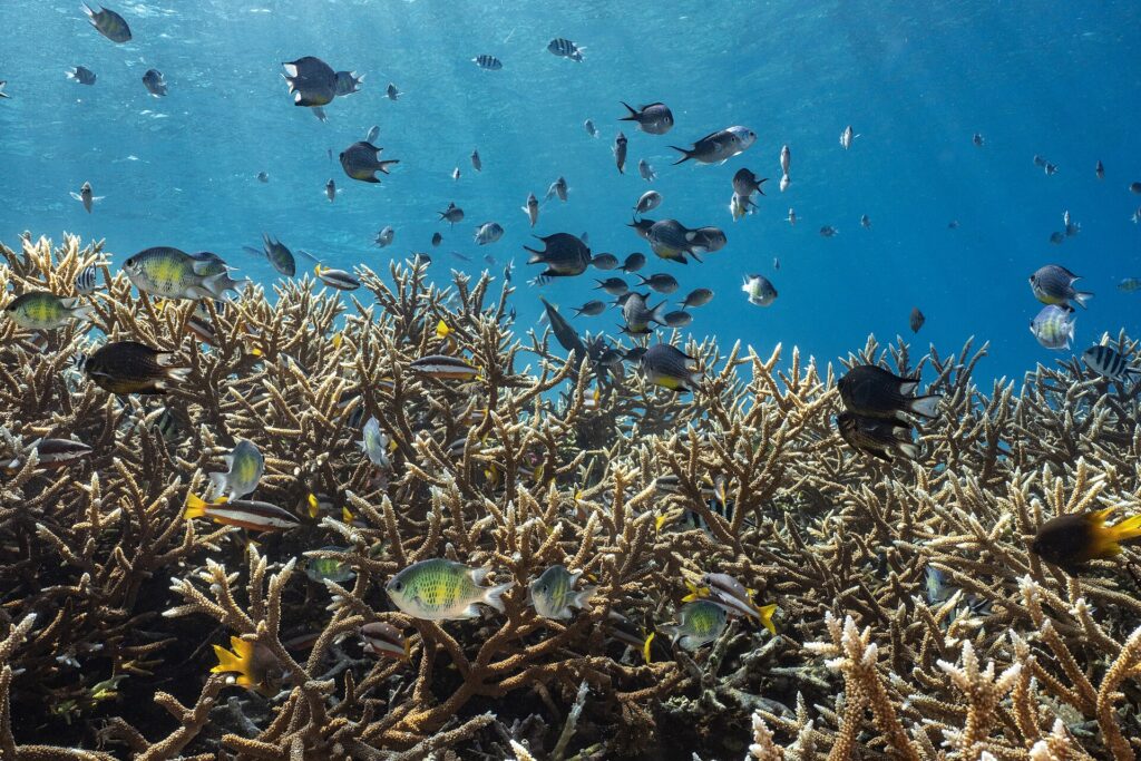 Un champ dense de coraux branchus beiges juste sous la surface, survolé par un nuage de demoiselles grises, vertes et jaunes et de sergents-majors rayés, dans une eau bleue traversée de lumière.