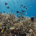 Un champ dense de coraux branchus beiges juste sous la surface, survolé par un nuage de demoiselles grises, vertes et jaunes et de sergents-majors rayés, dans une eau bleue traversée de lumière.