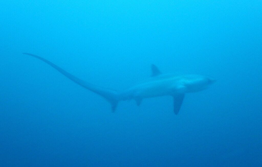 La silhouette d'un requin-renard pélagique dans un bleu uniforme, sa longue queue étirée en courbe vers la gauche