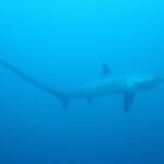 La silhouette d'un requin-renard pélagique dans un bleu uniforme, sa longue queue étirée en courbe vers la gauche