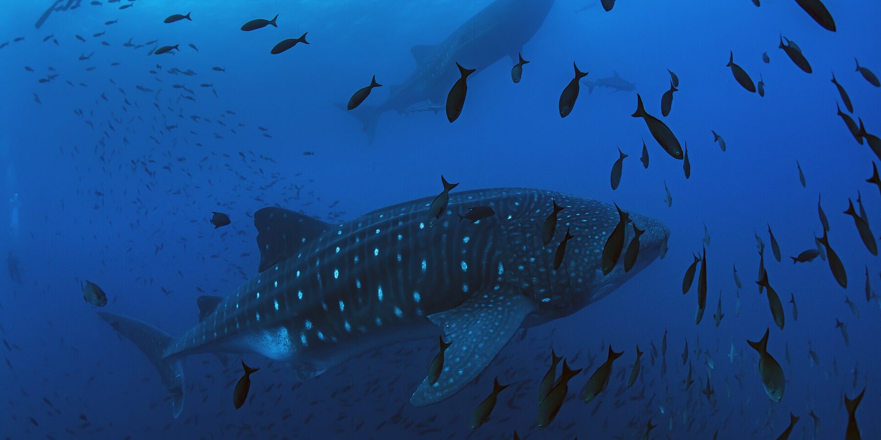 Un requin-baleine nage de droite à gauche dans un bleu profond, entouré d'un nuage de poissons, un second requin-baleine et un plongeur en silhouette au-dessus de lui