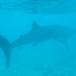 Un requin-baleine nage près de la surface au-dessus d'un fond de récif, dans une eau turquoise un peu trouble