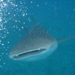 Un requin-baleine vu de face, gueule entrouverte, dos gris tacheté de blanc, dans une eau turquoise pleine de bulles