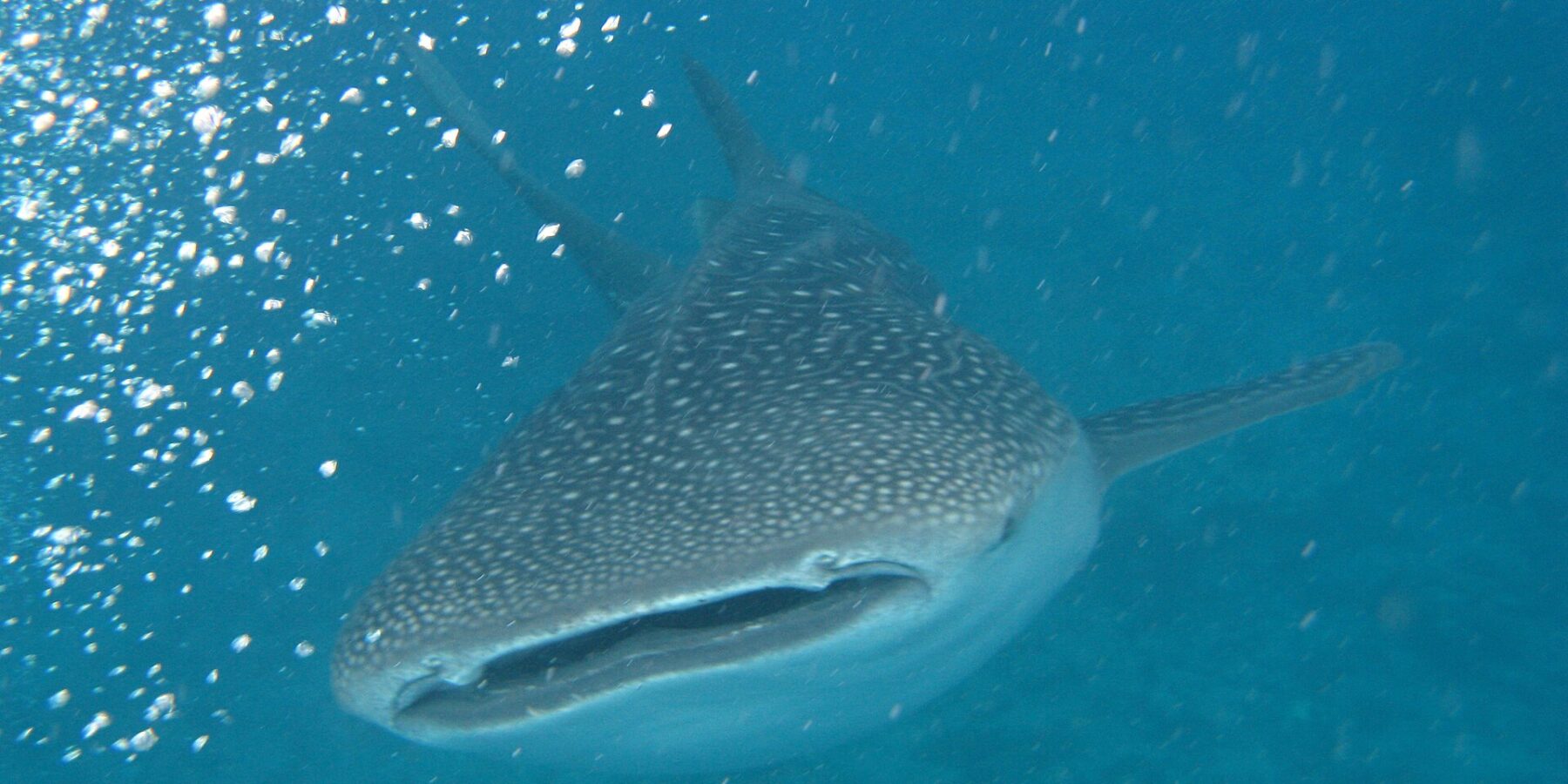 Un requin-baleine vu de face, gueule entrouverte, dos gris tacheté de blanc, dans une eau turquoise pleine de bulles