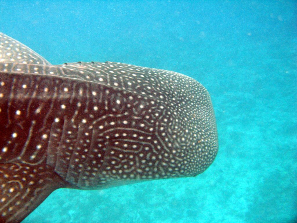 Gros plan sur la tête d'un requin-baleine, peau brun sombre couverte de points et de lignes blanches, fentes branchiales visibles, sur fond turquoise