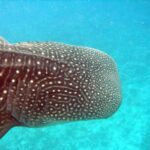 Gros plan sur la tête d'un requin-baleine, peau brun sombre couverte de points et de lignes blanches, fentes branchiales visibles, sur fond turquoise