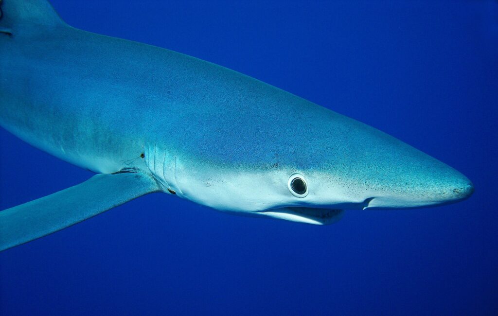 Gros plan d'un requin bleu de profil, museau pointu, grand œil rond et fentes branchiales, dans un bleu profond