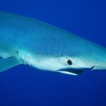 Gros plan d'un requin bleu de profil, museau pointu, grand œil rond et fentes branchiales, dans un bleu profond