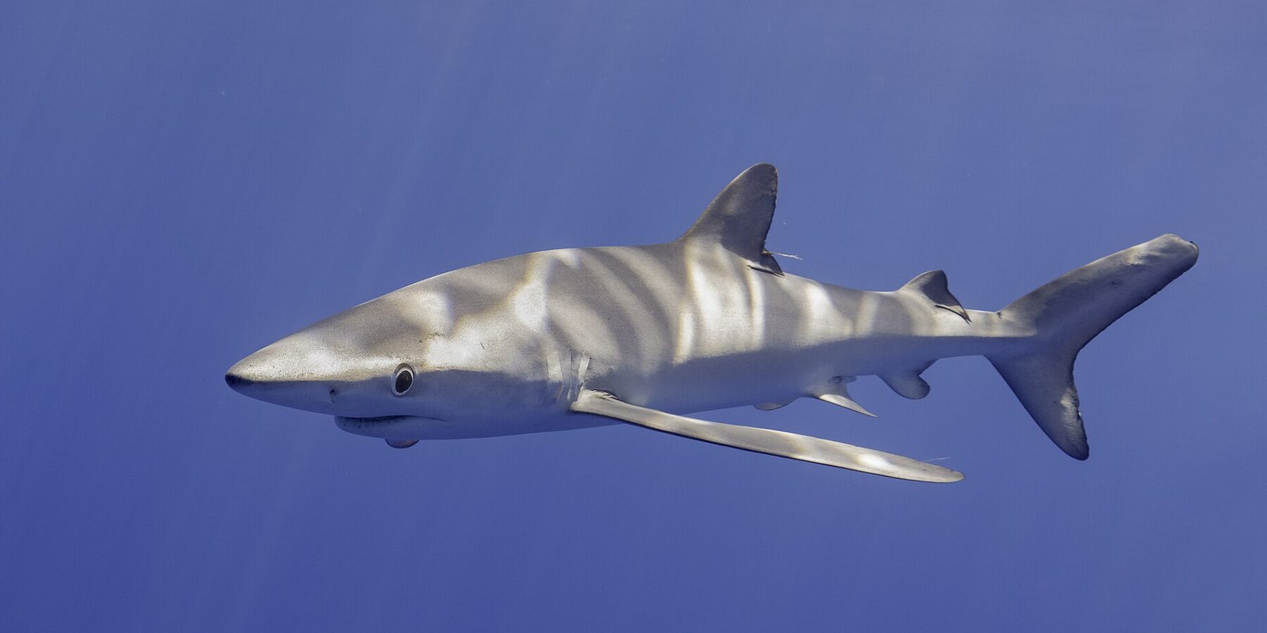 Un requin bleu vu de côté et légèrement par-dessous, le dos strié de reflets de soleil, les longues pectorales étendues, dans une eau bleu uniforme