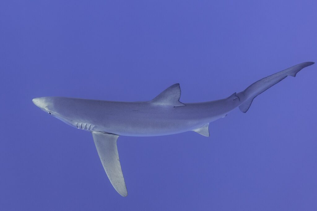 Un requin bleu vu de côté et par-dessous remplit l'image, longue pectorale tendue vers le bas, fentes branchiales et œil rond visibles, sur un fond bleu violacé uniforme