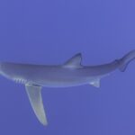 Un requin bleu vu de côté et par-dessous remplit l'image, longue pectorale tendue vers le bas, fentes branchiales et œil rond visibles, sur un fond bleu violacé uniforme