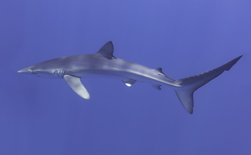 Un requin bleu de profil traverse toute l'image, museau pointu à gauche, haute dorsale, longues pectorales et grande caudale, reflets de lumière sur le dos, dans un bleu uniforme