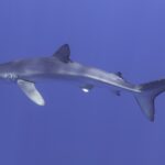 Un requin bleu de profil traverse toute l'image, museau pointu à gauche, haute dorsale, longues pectorales et grande caudale, reflets de lumière sur le dos, dans un bleu uniforme