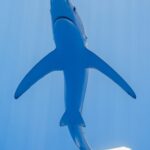 Un requin bleu vu juste par-dessous dans une eau bleu clair, le ventre blanc, le museau pointu, la bouche, et les pectorales très longues et étroites déployées comme des ailes, la queue repliée vers la droite