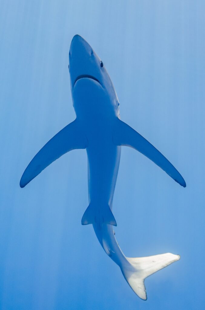 Un requin bleu vu juste par-dessous dans une eau bleu clair, le ventre blanc, le museau pointu, la bouche, et les pectorales très longues et étroites déployées comme des ailes, la queue repliée vers la droite