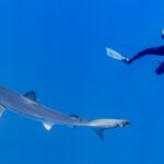 Un requin bleu long et fin passe en diagonale dans le bleu, le museau pointu, la longue pectorale et la queue bien visibles, pendant qu'un plongeur en combinaison noire le photographie au-dessus de lui