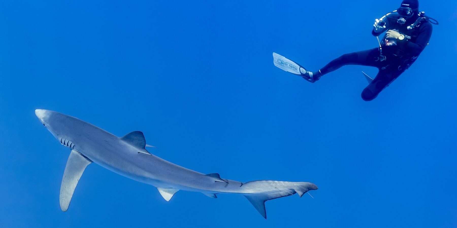 Un requin bleu au long corps gris argenté, pectorales étendues, passe dans le bleu profond sous un plongeur en combinaison noire qui le photographie