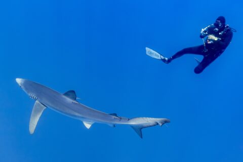 Un requin bleu au long corps gris argenté, pectorales étendues, passe dans le bleu profond sous un plongeur en combinaison noire qui le photographie