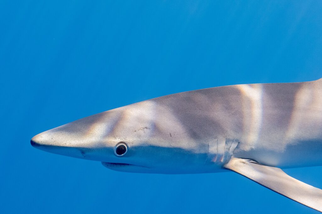 Gros plan de profil sur la tête d'un requin bleu dans une eau bleu uniforme, le museau long et conique, le grand oeil rond cerclé de clair, les fentes branchiales et le départ d'une longue pectorale