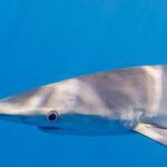 Gros plan de profil sur la tête d'un requin bleu dans une eau bleu uniforme, le museau long et conique, le grand oeil rond cerclé de clair, les fentes branchiales et le départ d'une longue pectorale