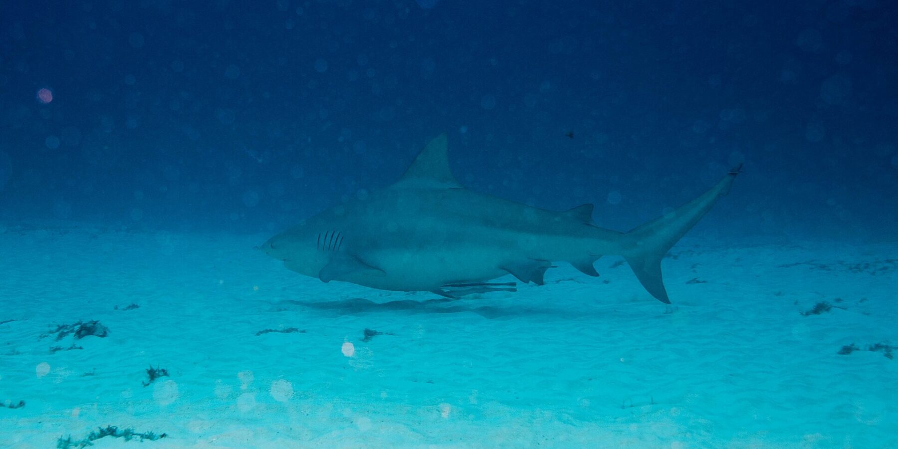 Un requin-bouledogue de profil, gris et trapu, nage au ras d'un fond de sable blanc parsemé de touffes d'algues, le bleu sombre au-dessus