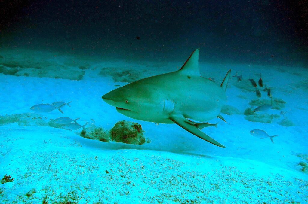Un requin-bouledogue de trois quarts face au-dessus d'un sable blanc semé de roches, le museau court et arrondi, l'oeil petit, la première dorsale haute et triangulaire, un rémora sous le ventre et des carangues autour