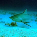 Un requin-bouledogue de trois quarts face au-dessus d'un sable blanc semé de roches, le museau court et arrondi, l'oeil petit, la première dorsale haute et triangulaire, un rémora sous le ventre et des carangues autour