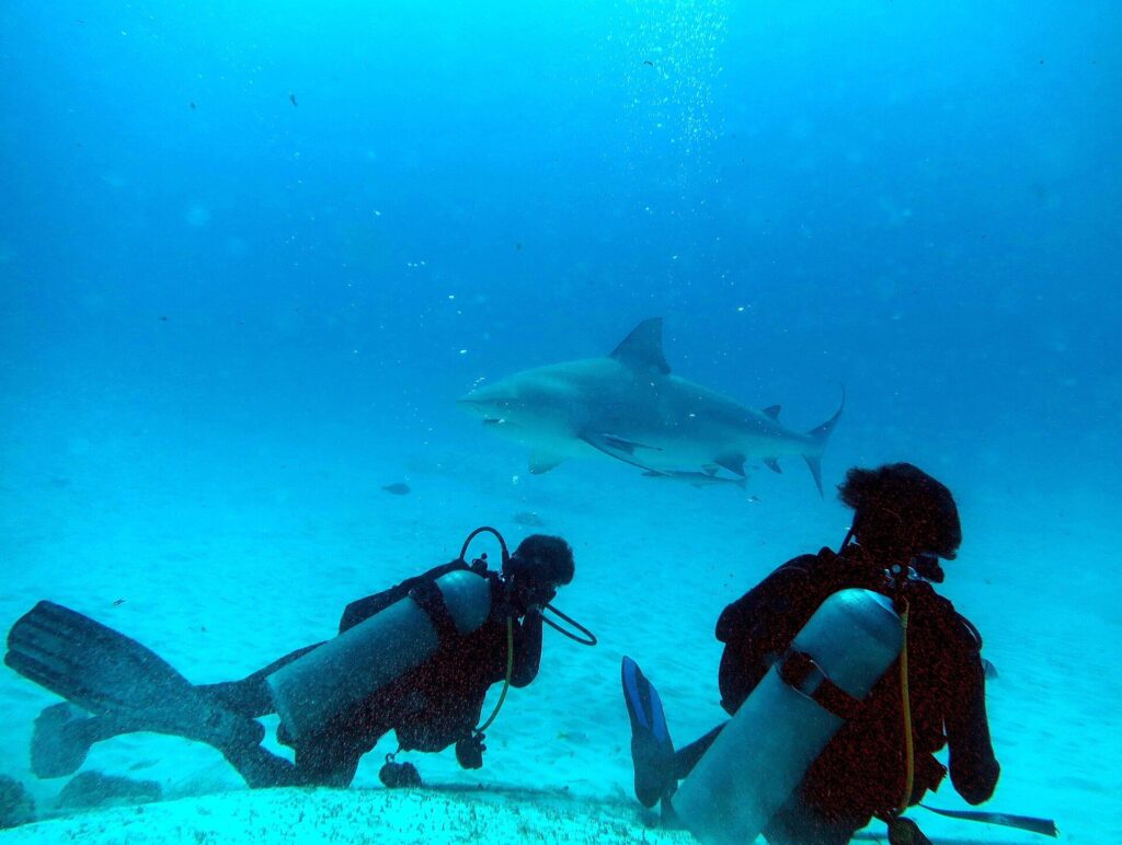 Deux plongeurs vus de dos sur le sable blanc, l'un allongé, l'autre à genoux, regardent passer au-dessus d'eux un grand requin-bouledogue de profil, un rémora sous le ventre, dans une eau bleue lumineuse