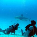 Deux plongeurs vus de dos sur le sable blanc, l'un allongé, l'autre à genoux, regardent passer au-dessus d'eux un grand requin-bouledogue de profil, un rémora sous le ventre, dans une eau bleue lumineuse