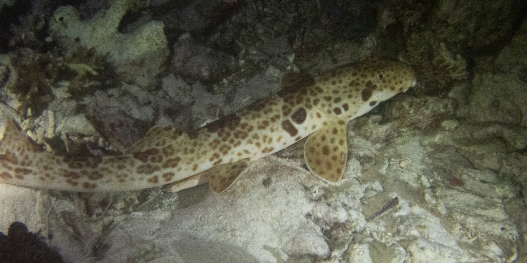 Un requin-chabot marcheur sur le fond, de nuit, parmi le sable et les débris de corail, la tête à droite : un corps crème couvert de taches brunes, une grande tache sombre au-dessus de la nageoire pectorale et des nageoires en palette appuyées sur le fond